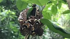 Boa snake in Nosy Be forest – guided reptile encounter