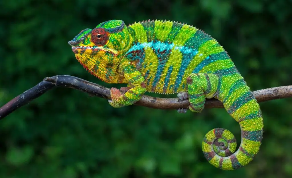 Chameleon in Lokobe forest – Madagascar's unique reptile wildlife