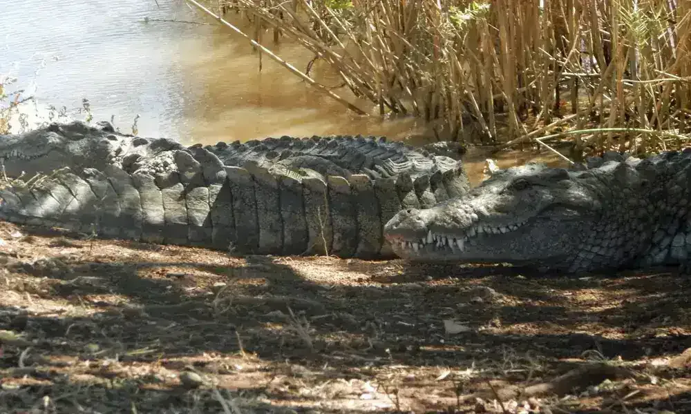 Crocodile in zoo enclosure