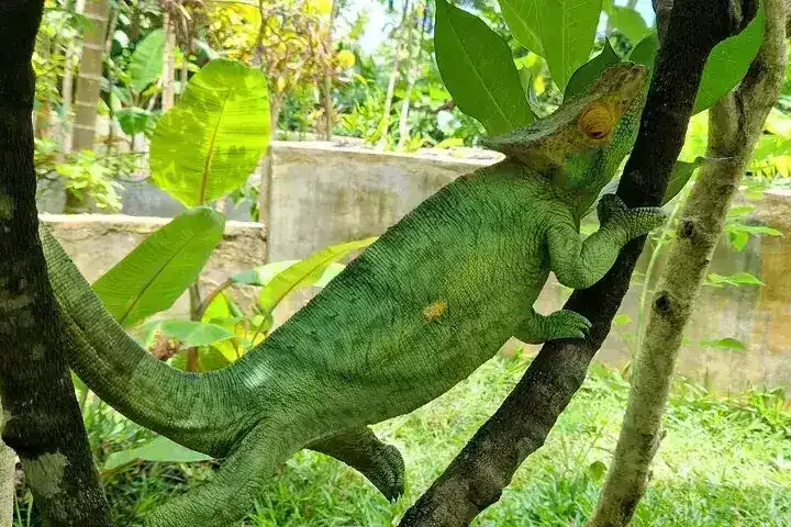 Colorful Chameleon