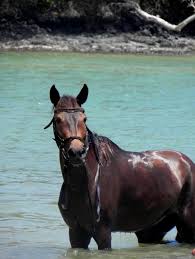 horse tour nosy be tourist guide madagascar trips
