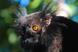 NOSY KOMBA BLACKLEMUR MADAGASCAR NOSY BE ISLAND GUIDE TRIPS TOUR PARK