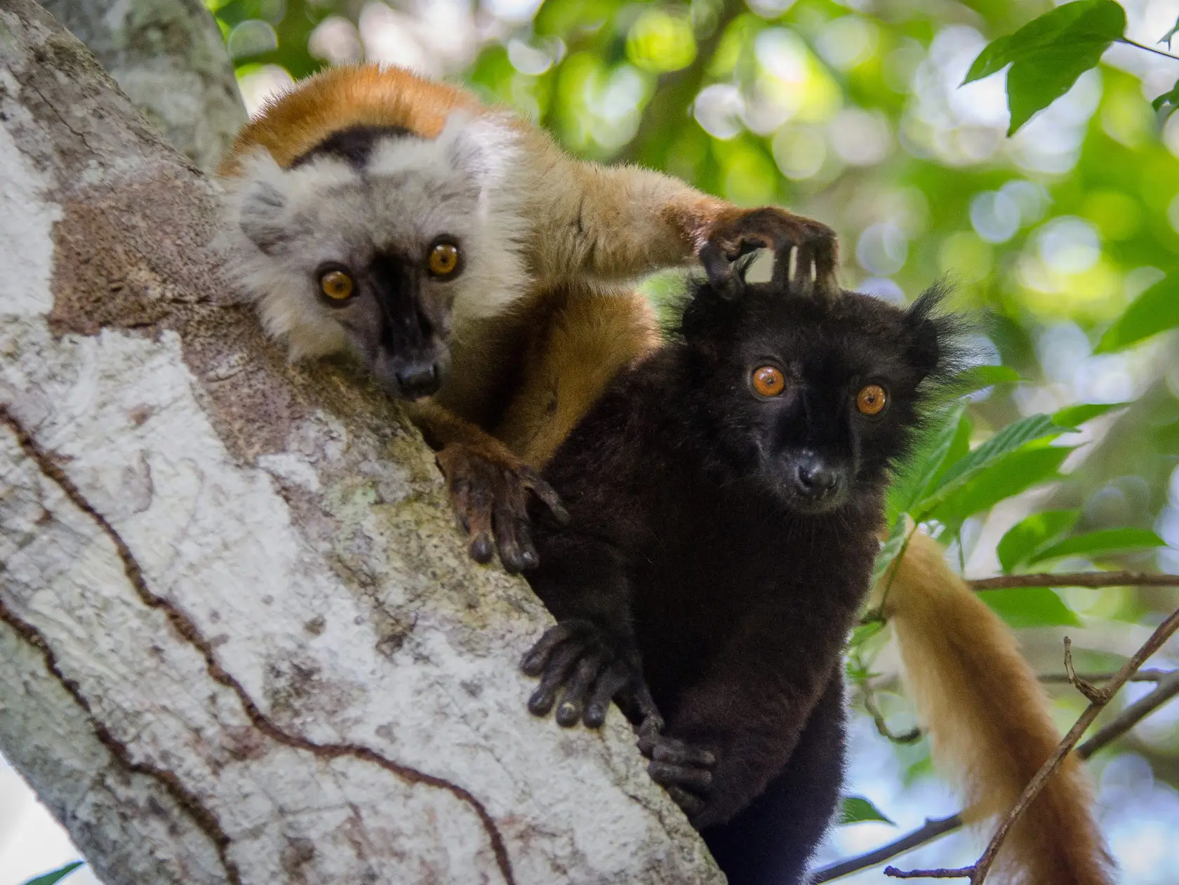 Endemic lemur species in Nosy Be – wildlife discovery tour