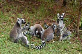 LEMURIA LAND PRIVATE PARK NOSY BE,animals;snake;trips tour MADAGASCAR