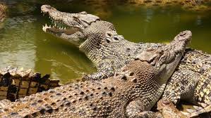 LEMURIA LAND PRIVATE PARK NOSY BE,animals;snake,trips tour MADAGASCAR