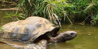 LEMURIA LAND PRIVATE PARK NOSY BE,animals;snake,trips tour MADAGASCAR