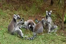 Lemuria Land Private Park in Nosy Be, Madagascar – a cultural and wildlife stop during guided city tours and excursions