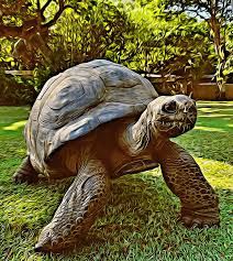 LEMURIA LAND PRIVATE PARK NOSY BE,animals;snake,trips tour MADAGASCAR