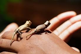 lOKO BE NATIONAL PARK NOSY BE MADAGASCAR FOREST GUIDE TRAVEL TRIPS