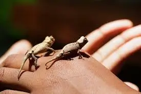 Rare chameleon species in Lokobe National Park – Madagascar reptile experience