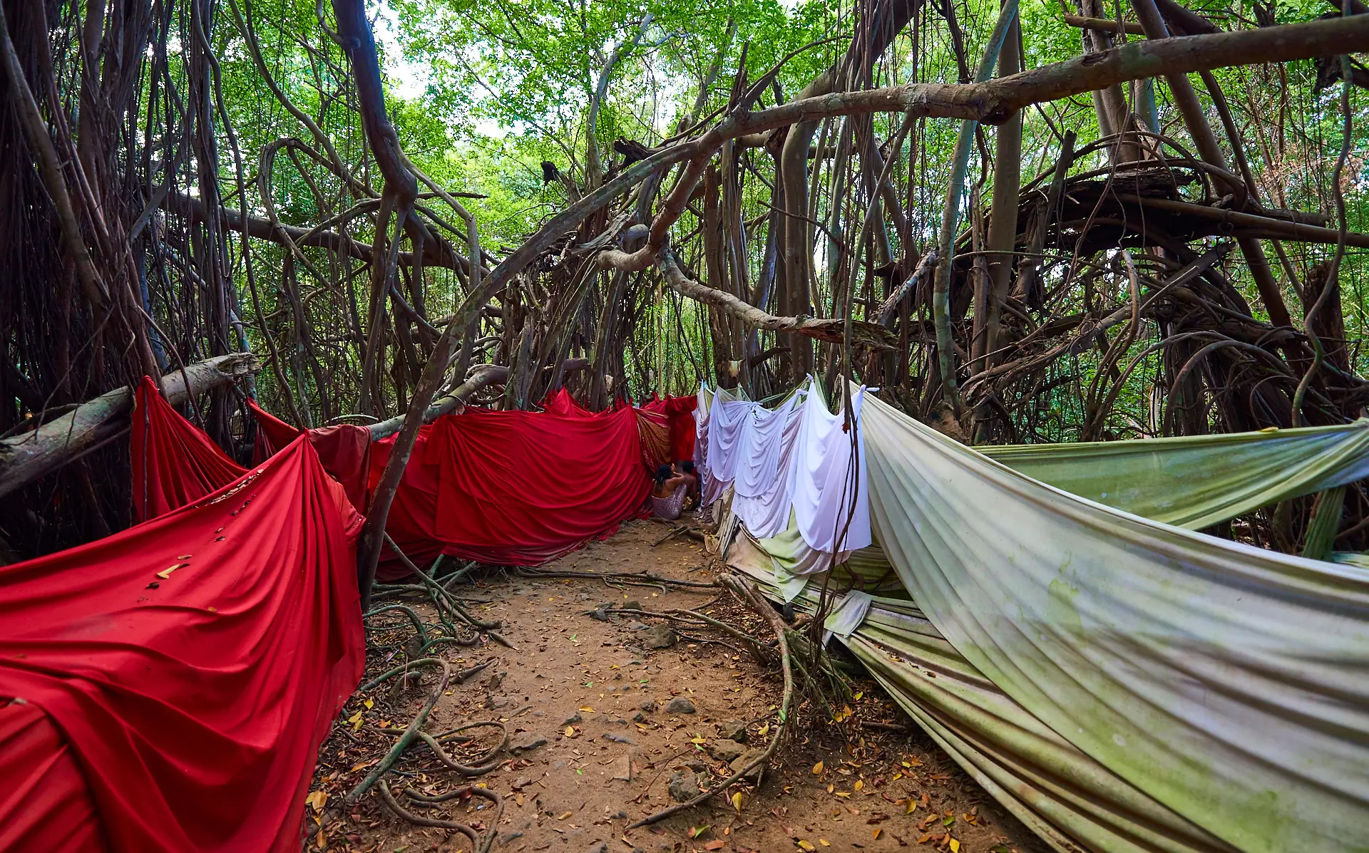 Sacred Ficus tree in Mahatsinjo, Nosy Be – a cultural and spiritual site visited during guided tours in Madagascar
