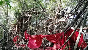 Sacred Ficus tree in Mahatsinjo, Nosy Be, Madagascar – a traditional cultural site featured in guided tours