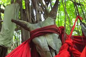 SACRED TREE MAHATSINJO NOSY BE MADAGASCAR CULTURE ,tradition,guide,tour,trips