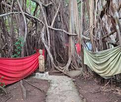 SACRED TREE MAHATSINJO NOSY BE MADAGASCAR CULTURE ,tradition,guide,tour,trips