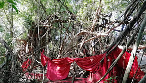 SACRED TREE MAHATSINJO NOSY BE MADAGASCAR CULTURE ,tradition,guide,tour,trips