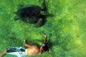 NOSY SKATIA nosy be swimming pool with turtle ;trips;guide;excursion;MADAGASCAR