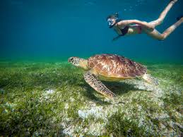 NOSY SKATIA nosy be swimming pool with turtle ;trips;guide;excursion;MADAGASCAR