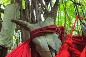 Sacred Banian tree in Mahatsinjo, Nosy Be – an important cultural and traditional site for guided tours in Madagascar