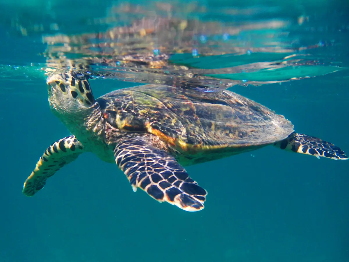 Sea turtle in Nosy Sakatia – snorkeling and marine wildlife encounter