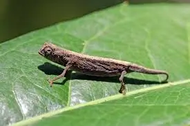 World’s smallest chameleon in Lokobe Park – rare Madagascar species