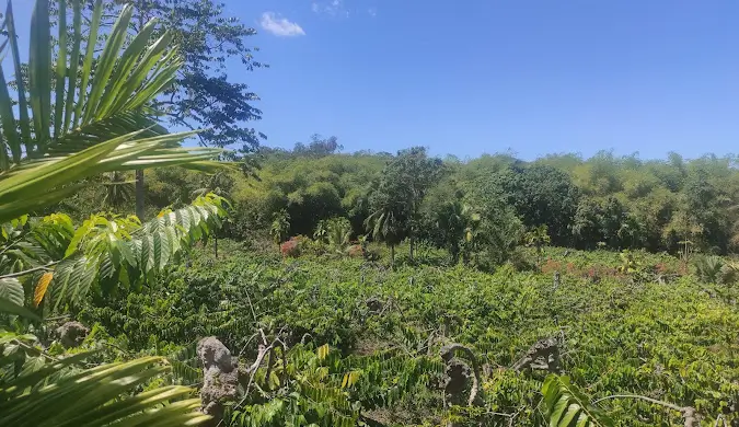 Ylang-Ylang plantation at Lemuria Land Private Park in Nosy Be, Madagascar – part of cultural and aromatic garden tours