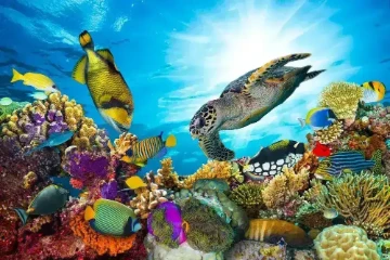 Snorkeling activities with sea turtles around Nosy Sakatia and Nosy Be islands, Madagascar